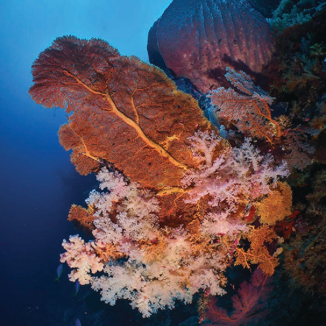 Coral at Scott Reef Coral at Scott Reef