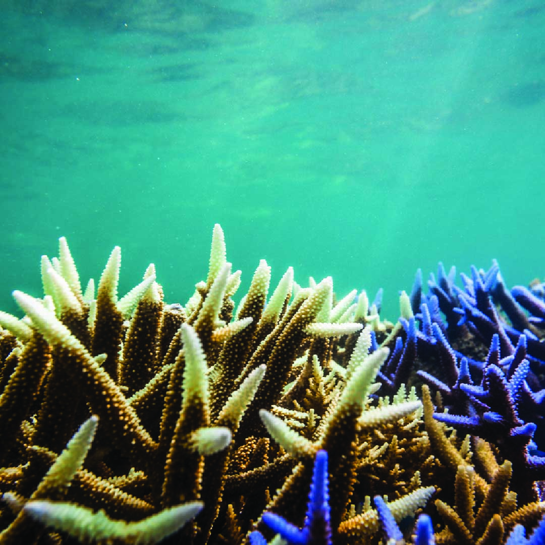Coral bleaching in the Great Barrier Reef Coral bleaching in the Great Barrier Reef